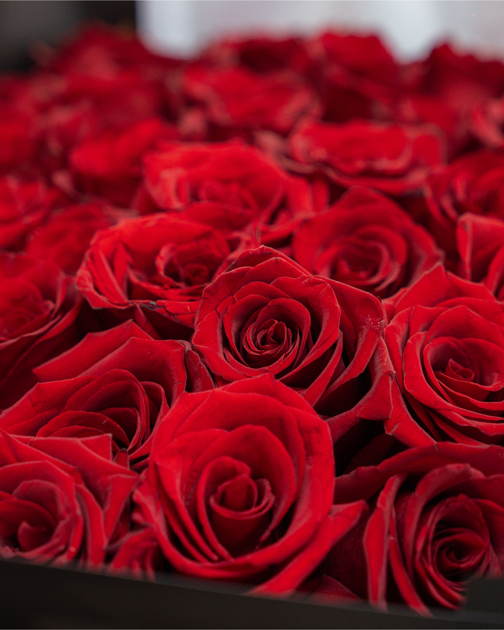 51 DELUXE RED ROSES