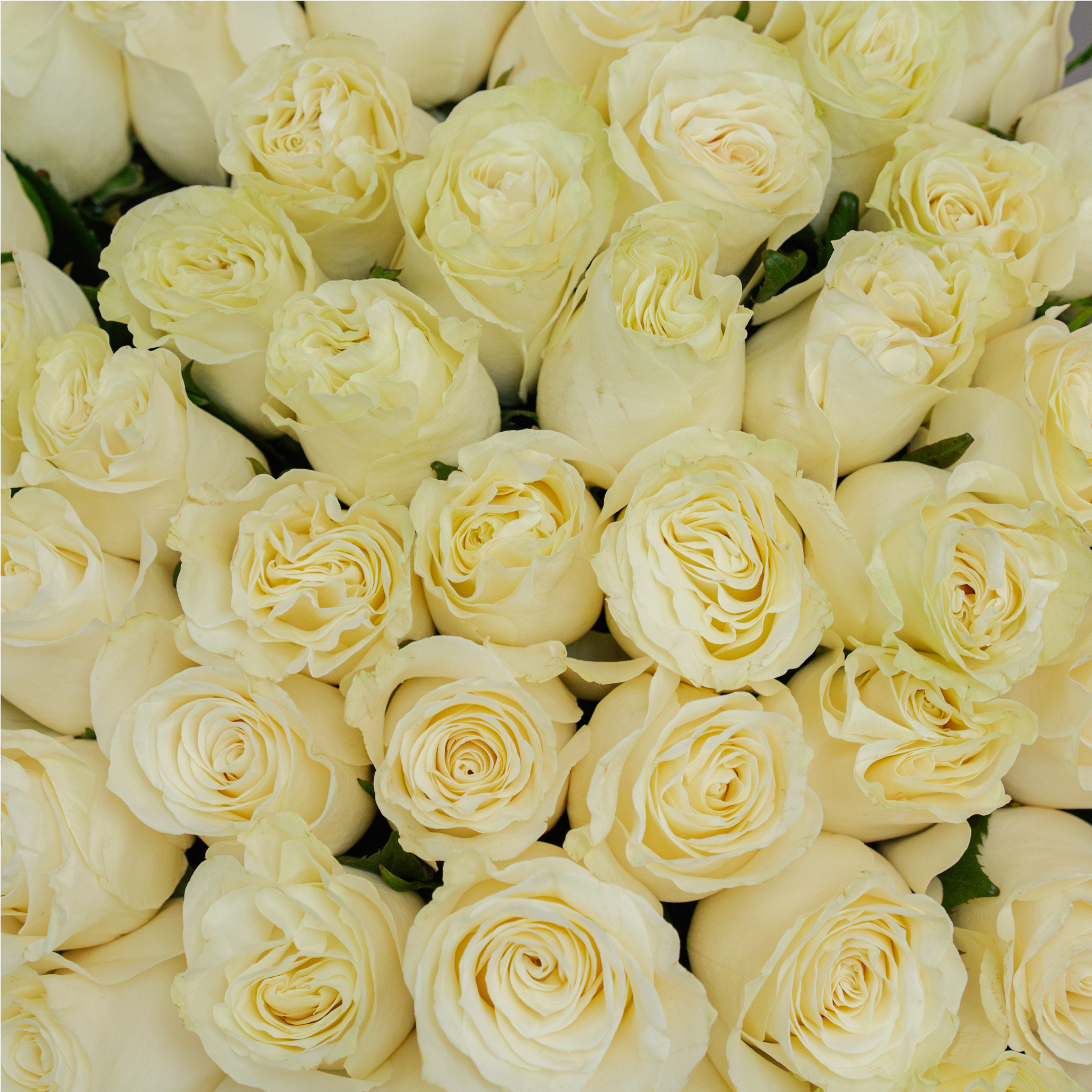 PEARL BLOSSOMS BOUQUET